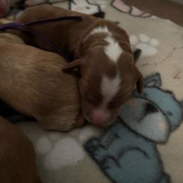 Rip - Red male Australian Labradoodle puppy in Fontana, California from Glory Labradoodle’s