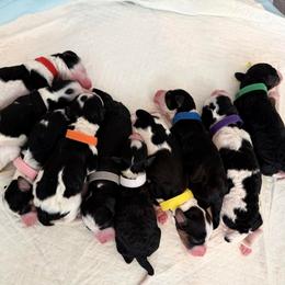 Nanny - Tri-color female Bernedoodle puppy in Pottstown, Pennsylvania from Willow-Be Doodles