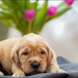 Nash - Dark golden male Golden Retriever puppy in Saint Joe, Indiana from Golden Acres Farm