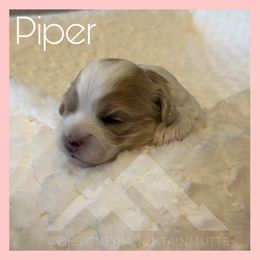 Piper - Blenheim female Cavachon puppy in Smoot, Wyoming from Designer Mountain Mutts