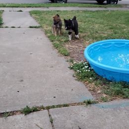 Sporty Mix Puppies from Eternal Symmetry