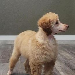 Willie - Apricot male Poodle puppy in Missouri from KDK Missouri Miniature Poodles