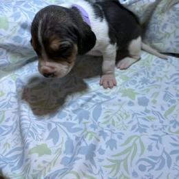 Girl 3 - Tri-colored female Treeing Walker Coonhound puppy in Vermontville, Michigan from Stackem Up Kennel