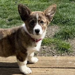 American Corgis and Pembroke Welsh Corgis from Coastal country Farms