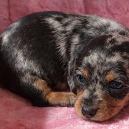 Pearl - Dapple female Dachshund puppy in Salem, Oregon from Longdox Mini Dachshunds