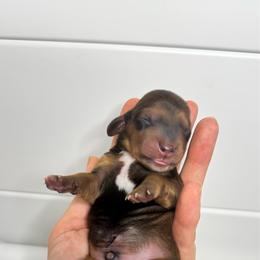 Espresso - Red male Dachshund puppy in Homestead, Florida from Redland Dachshund Grove