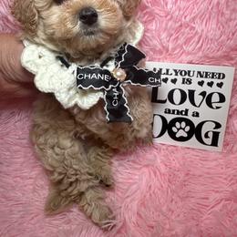 Kai - Apricot female Maltipoo puppy in Apple Valley, California from Boujeepups