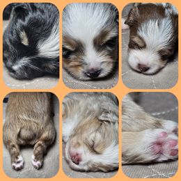 Toy Australian Shepherd Puppies from Reflections of Star Crest Kennel