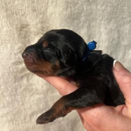 Blue - Black and rust male Doberman Pinscher puppy in Muskegon, Michigan from HillStone Dobermans