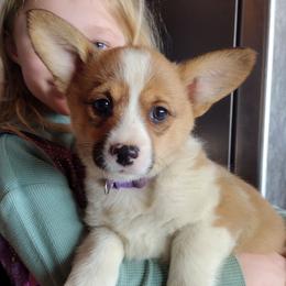 Natural tail, triple clear, OFA parents, CKC - Red and white female American Corgi puppy in Harpursville, New York from Rex Farm Corgis