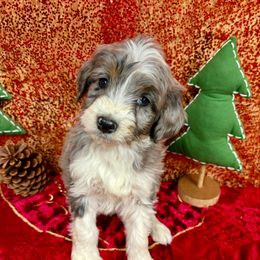 Max - Blue merle male Aussiedoodle puppy in Marshall, Arkansas from Buffalo River Puppies