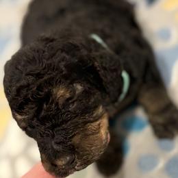 Goldendoodle and Poodle Puppies from Southern Stroll Poodles & Doodles