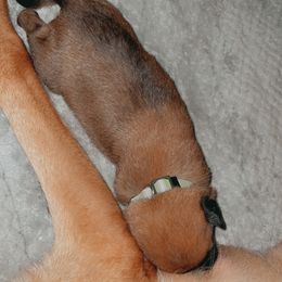 Belgian Malinois Puppies from Pyrex Kennels