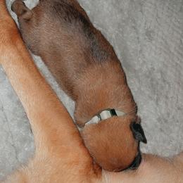 Belgian Malinois Puppies from Pyrex Kennels