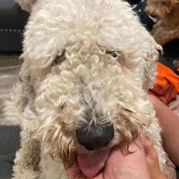 Beatrix - Goldendoodle