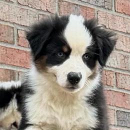 Asa - Black tri-color male Australian Shepherd puppy in Lynnville, Indiana from Moonlightaussies