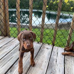 Brown Female - Red and rust female Doberman Pinscher puppy in Madison, Indiana from Jensen Dobermans and Dachshunds
