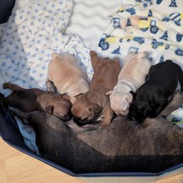French Bulldog Puppies from Highley’s  Frenchies