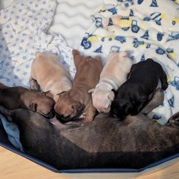French Bulldog Puppies from Highley’s  Frenchies