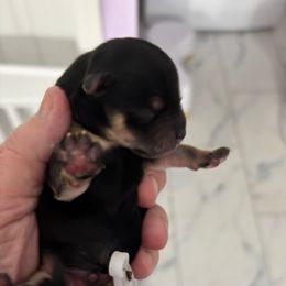 Cosmo - Chocolate male Morkie puppy in Sandown, New Hampshire from Pawsitive Paws🐾