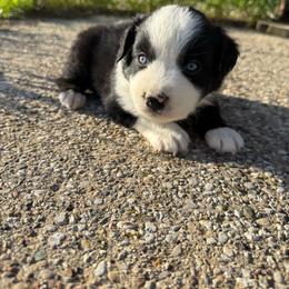 Gunner - Black & white male Miniature Australian Shepherd puppy in Marion, Michigan from Highland Hills Mini Aussies