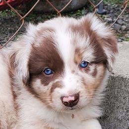 Oregano - Red merle male Australian Shepherd puppy in Cottage Grove, Oregon from Farmstead Aussies
