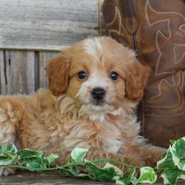 Cha Chi - Red Collar - Apricot male Goldendoodle puppy in Macedon, New York from Toodles Goldendoodles