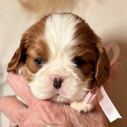 Milana (pink ribbon) - Blenheim female Cavalier King Charles Spaniel puppy in Albany, Georgia from Legend Cavaliers
