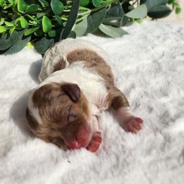 Da Vinci - Merle male Cavapoo puppy in Dothan, Alabama from Farquharson's Poodles&Doodles