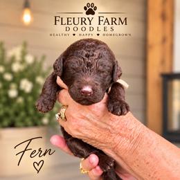 Fern - Brown female Whoodle puppy in Knoxville, Tennessee from Fleury Farm Doodles TN