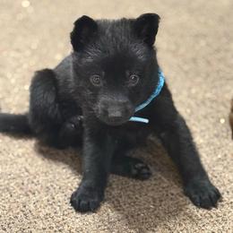 Ms. Teal - Black female German Shepherd puppy in Berlin, Wisconsin from Gypsy Miracle Kennels