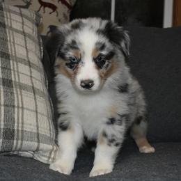 Australian Shepherd Puppies from E&C Australian Shepherds