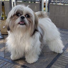 Shih Tzus and Yorkshire Terriers from The Cove Kennel