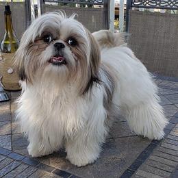 Shih Tzus and Yorkshire Terriers from The Cove Kennel