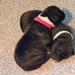 Hot pink - Red brindle female American Staffordshire Terrier puppy in Cloverdale, Indiana from Woodshire American Staffordshire Terrier’s