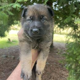 Taquito - Sable male German Shepherd puppy in Oakland, Oregon from VHM German Shepherds