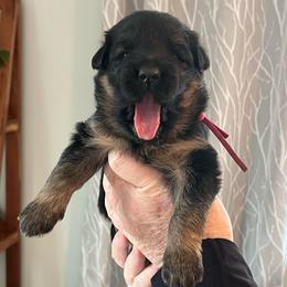 Miss Rosie Pink - Black and red female German Shepherd puppy in Purcellville, Virginia from Starry Night German Shepherd Dogs