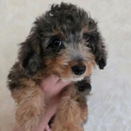 Amethyst - Blue roan and tan female Cockapoo puppy in Little Valley, New York from Velvet Moon Cockapoos