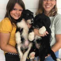 Bernedoodle and Poodle Puppies from Sunset Family Farm
