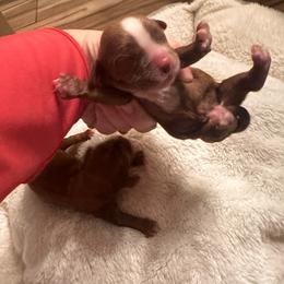 Secret Admirer - Ruby male Cavalier King Charles Spaniel puppy in Tolleson, Arizona from Pixie Dust Cavaliers