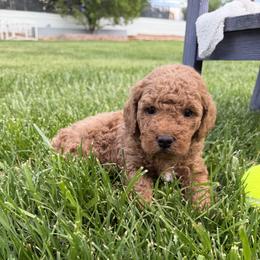 Jagger - Red  male Goldendoodle puppy in Huntington, Utah from Krispydoodle