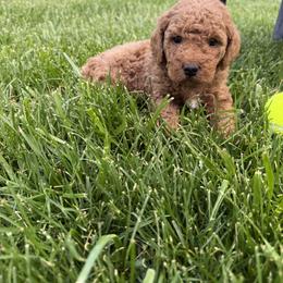 Jagger - Red  male Goldendoodle puppy in Huntington, Utah from Krispydoodle