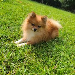Pomeranian Puppies from Marsha's Pomeranians
