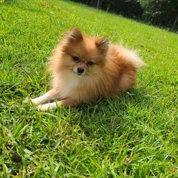 Pomeranian Puppies from Marsha's Pomeranians