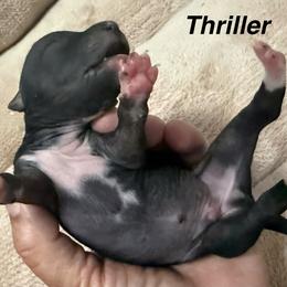 Thriller - Black male American Hairless Terrier puppy in Buckingham, Illinois from Gaus Hof