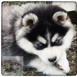 Pomsky Puppies from Foxfire Arctic Spitz