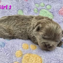 Lilac Girl 1 - Lilac female Shih Tzu puppy in Oakville, Washington from Garrard Creek Shih Tzus