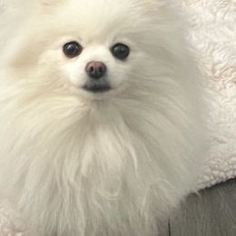 Lyla - Pomeranian