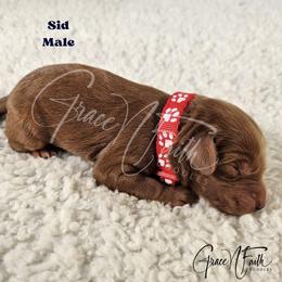 Sid - Red  male Goldendoodle puppy in Peyton, Colorado from Grace N Faith Doodles