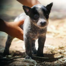 Pippin (AKC) - Blue female Australian Cattle Dog puppy in Marana, Arizona from Impact 3rd Australian Cattle Dogs